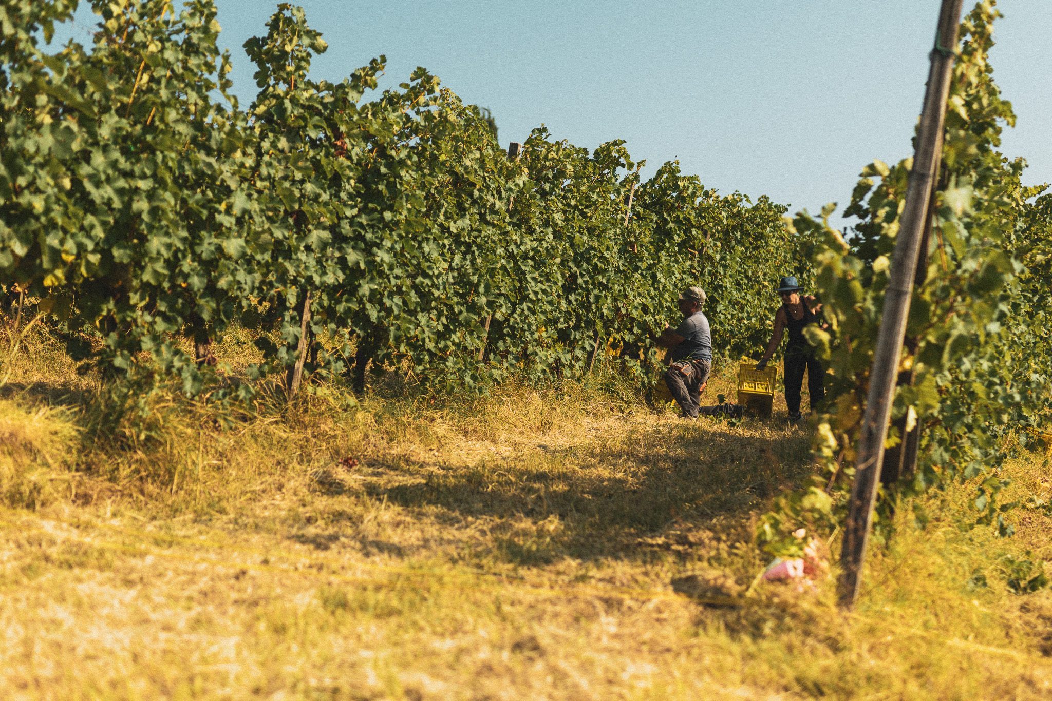 Cassette di uva tra i filari durante la vendemmia